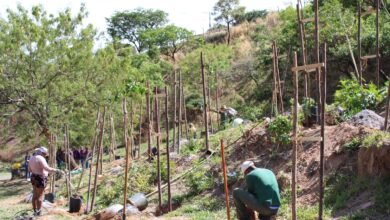 PBH inicia o plantio de árvores em área de conservação do Granja de Freitas