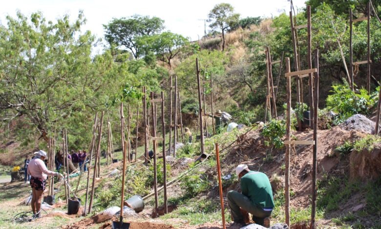 PBH inicia o plantio de árvores em área de conservação do Granja de Freitas