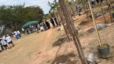 PBH lança selo para incentivar o plantio voluntário de árvores