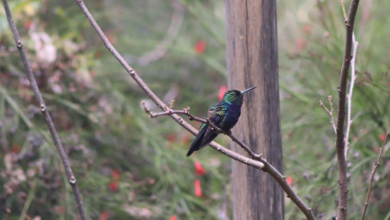 Parque Municipal terá atividade para observação de aves neste sábado (11)