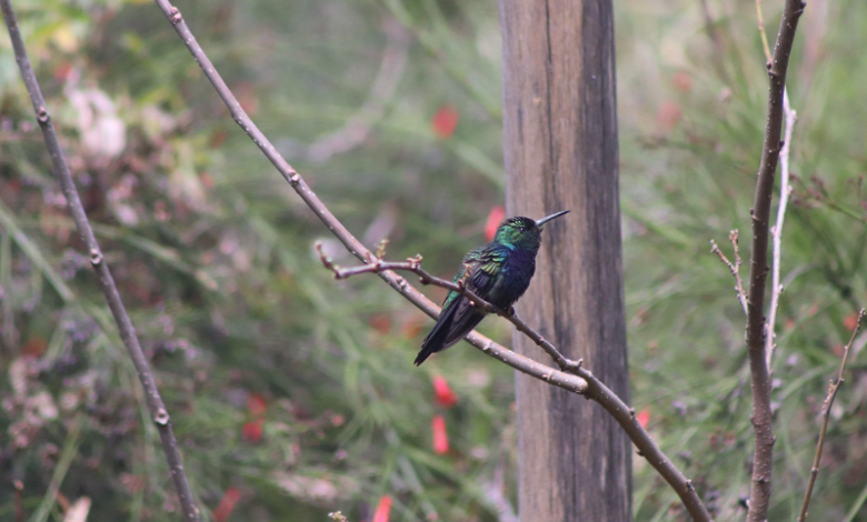 Parque Municipal terá atividade para observação de aves neste sábado (11)