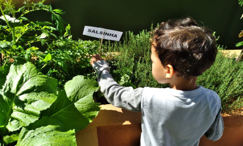 Plantio de hortas nas escolas estimula hábitos alimentares saudáveis entre os estudantes