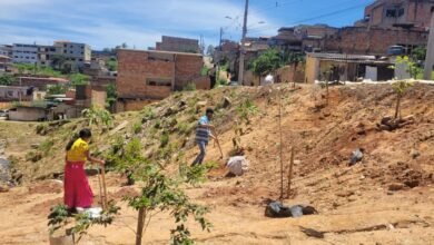 Plantios de mudas pela Urbel ampliam áreas verdes em vilas e favelas