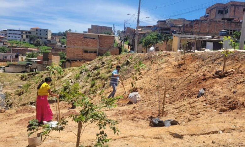 Plantios de mudas pela Urbel ampliam áreas verdes em vilas e favelas