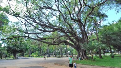 Reciclagem de resíduos é tema de evento da Semana Lixo Zero no Parque Municipal