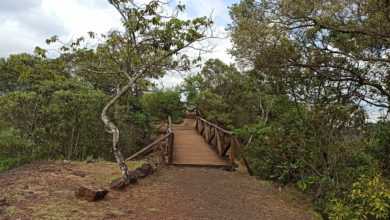 Trilha do Cerrado é uma das atrações do Parque das Mangabeiras neste domingo (12)