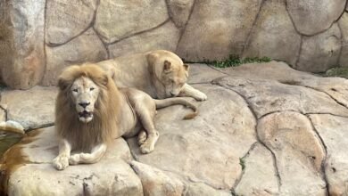 Zoológico de BH recebe casal de leões-brancos em seu plantel