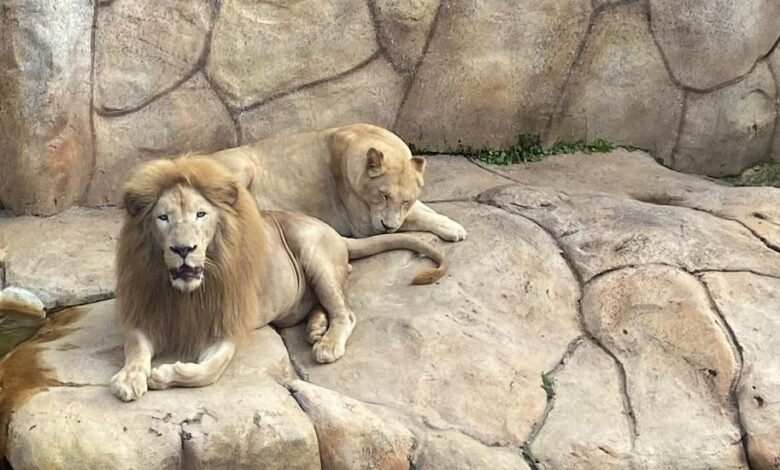 Zoológico de BH recebe casal de leões-brancos em seu plantel