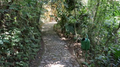 Áreas de visitação no Parque da Mata das Borboletas são ampliadas