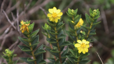 Herbário do Jardim Botânico da PBH revela novas espécies da flora mineira