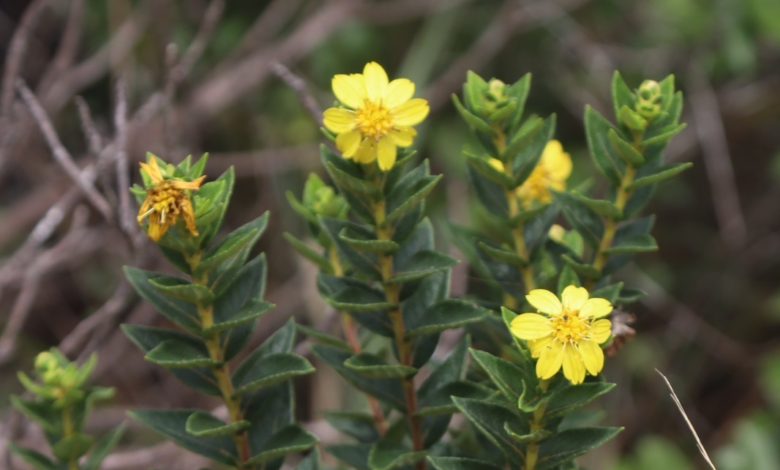 Herbário do Jardim Botânico da PBH revela novas espécies da flora mineira