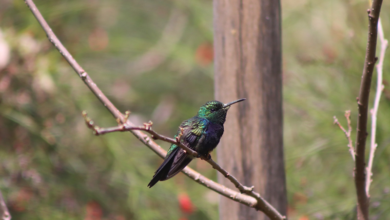 Parque da Serra do Curral terá nova edição da observação de aves neste sábado (8)