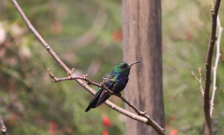 Parque da Serra do Curral terá nova edição da observação de aves neste sábado (8)