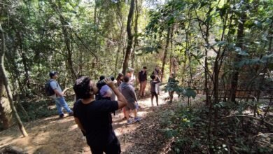 Participantes de trilhas guiadas serão convidados para plantios em dois parques