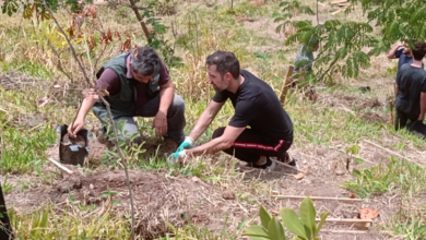 Plantio de 514 mudas na Serra do Engenho Nogueira será concluído ao longo desta semana