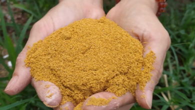 Santa Tereza terá oficina gratuita de tintura natural com apoio da PBH